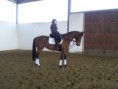 /album/lovasterapiaszeged/a20130317-102619-jpg/
